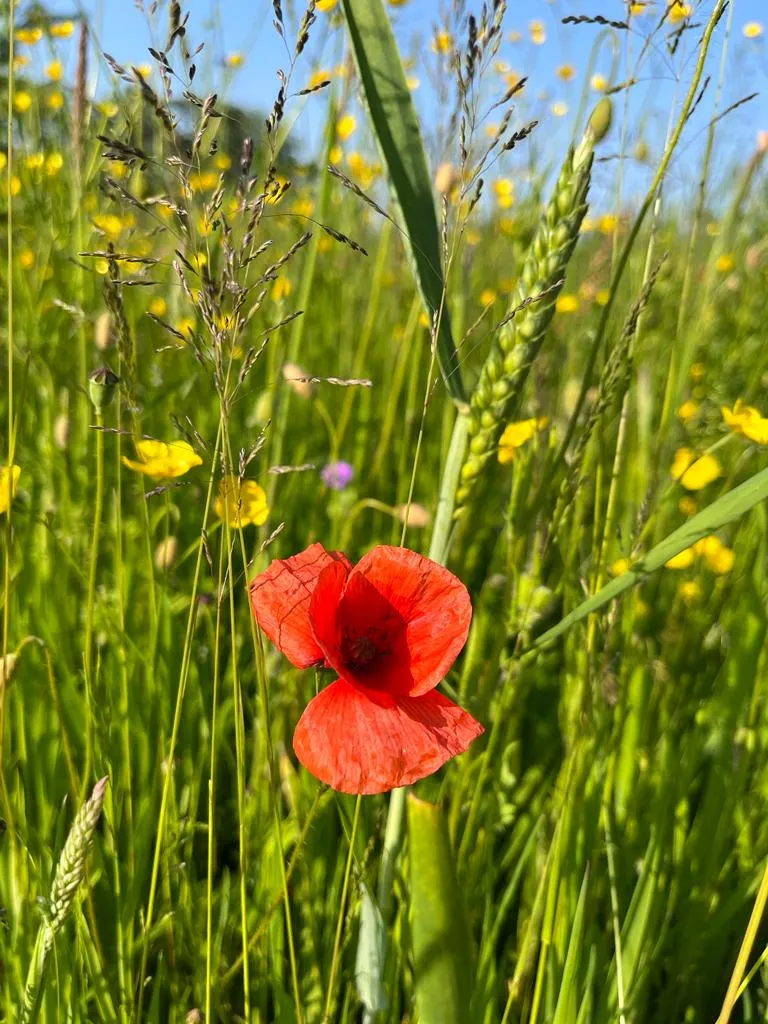 Klaproos in de bloemenweide