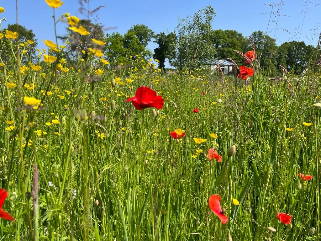 Kleurrijke bloemenweide met klaprozen en boterbloemen